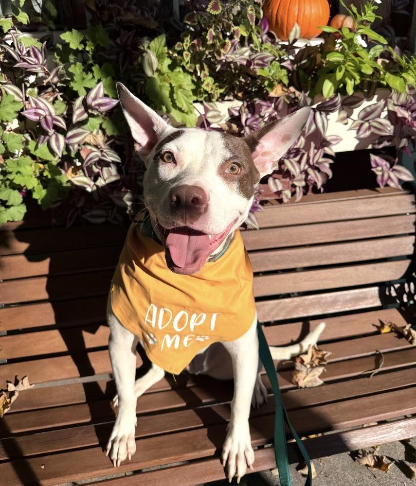 Enlarge Radar, a Adoptable mixed breed in Lancaster, PA image 6/6