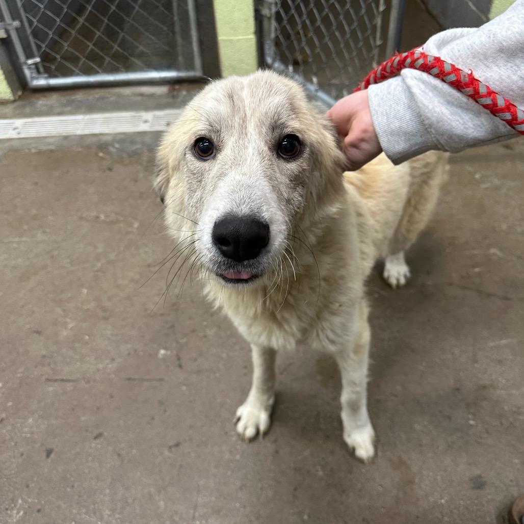 Enlarge Mellow, a Adoptable Mixed Breed in Corbin, KY image 1/1