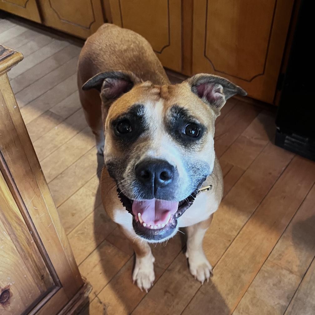 Enlarge Gigi, a Adoptable mixed breed in Frederick , MD image 2/6
