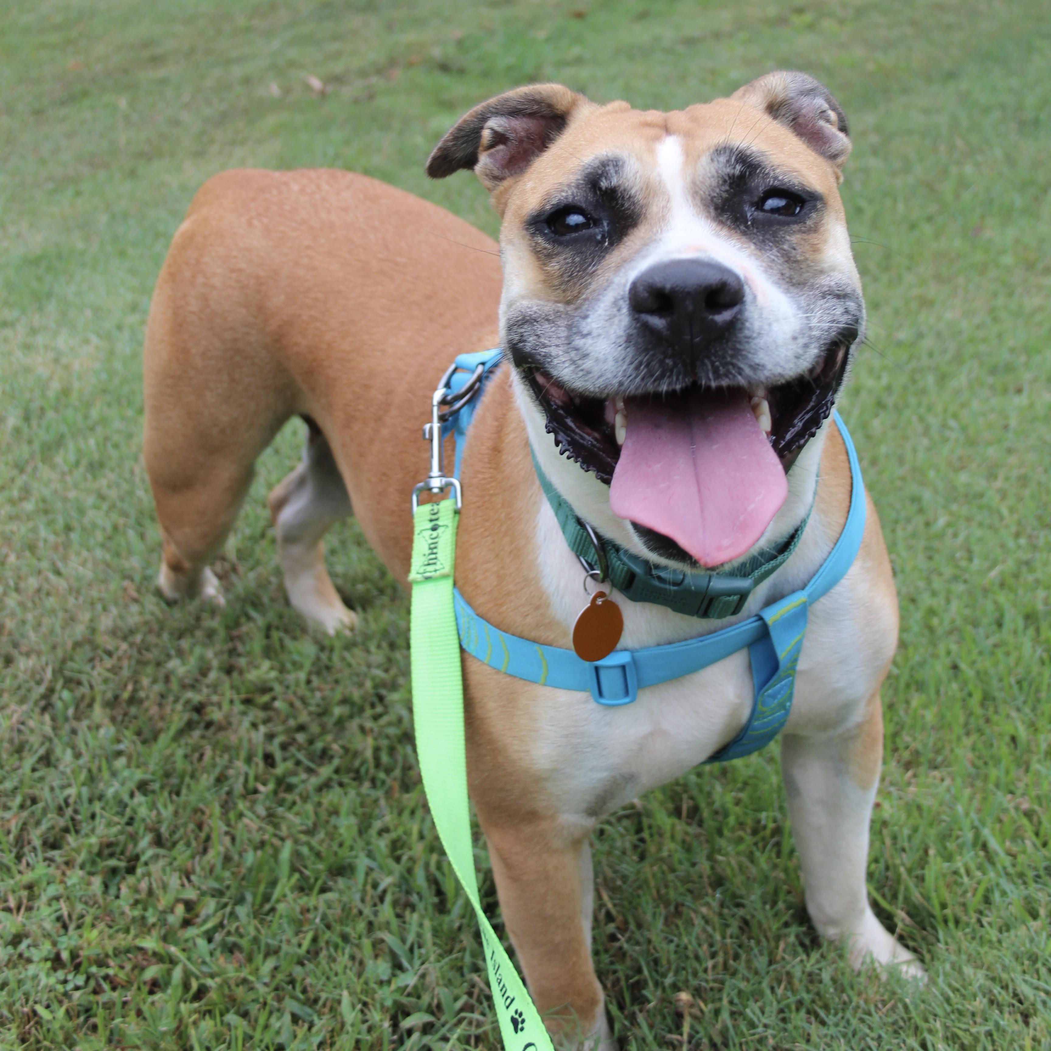 Enlarge Gigi, a Adoptable mixed breed in Frederick , MD image 3/6