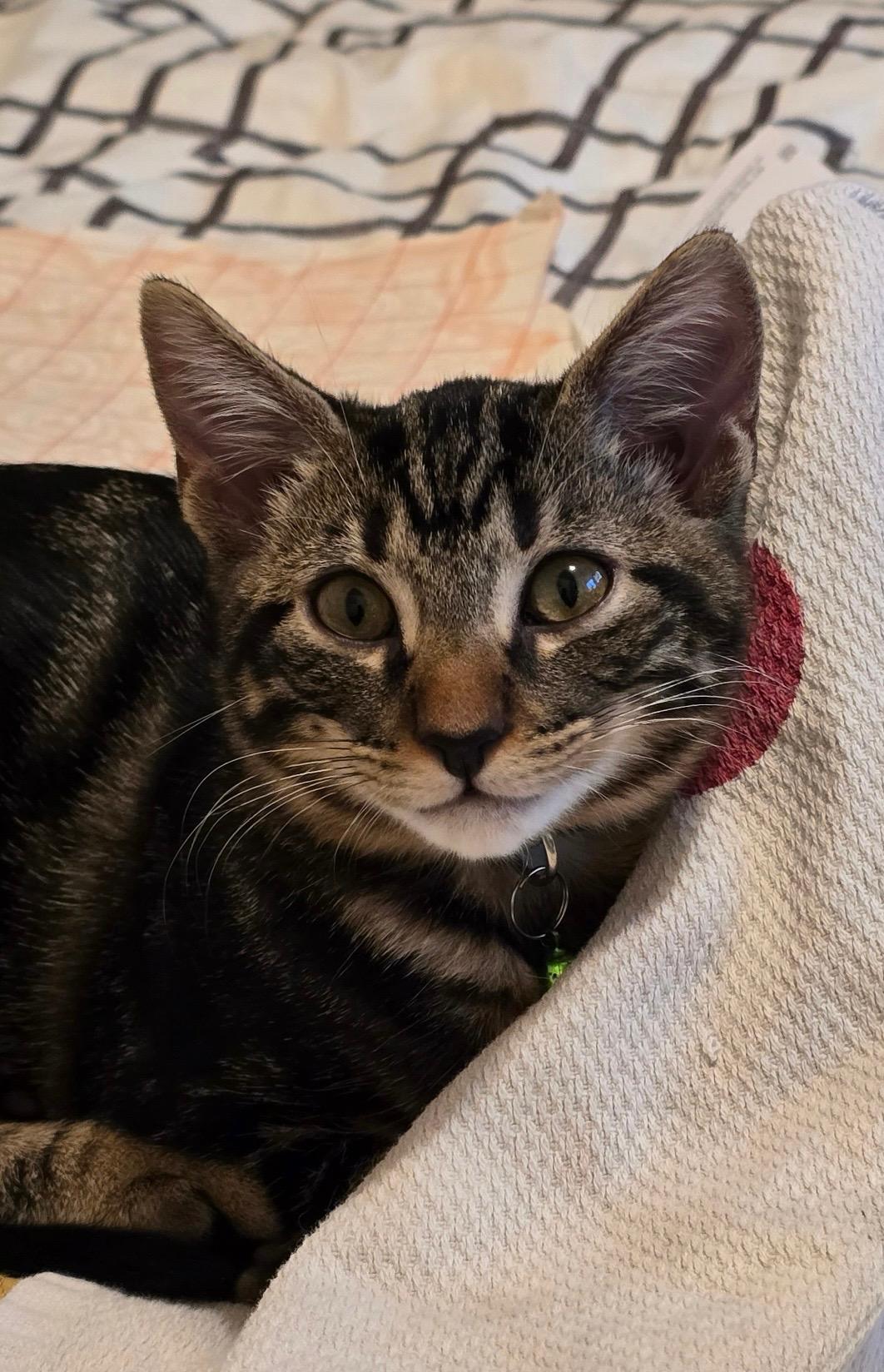 Enlarge Journey, a ADOPTABLE Tabby in Oakley, CA image 1/2