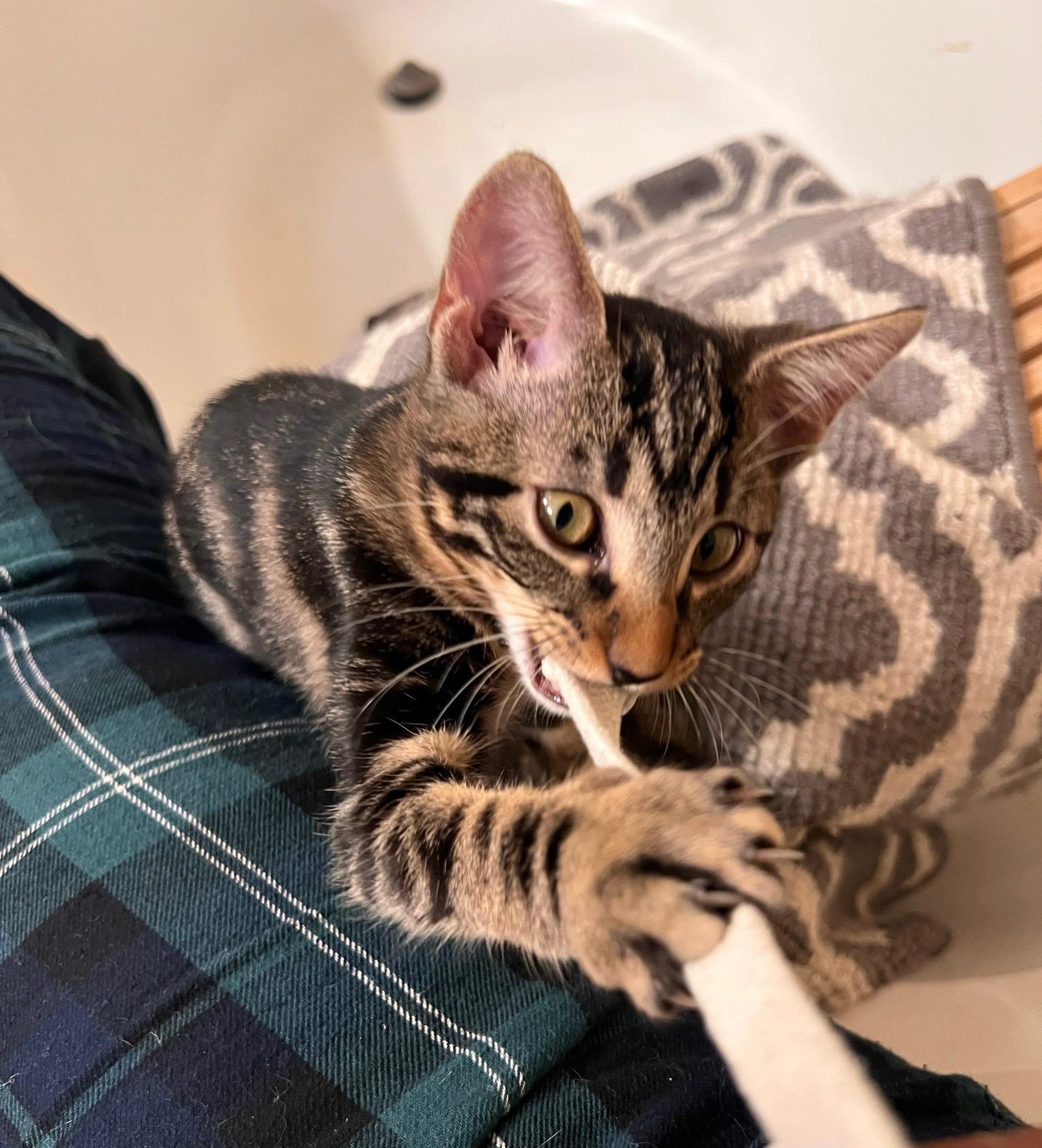 Enlarge Journey, a ADOPTABLE Tabby in Oakley, CA image 2/2