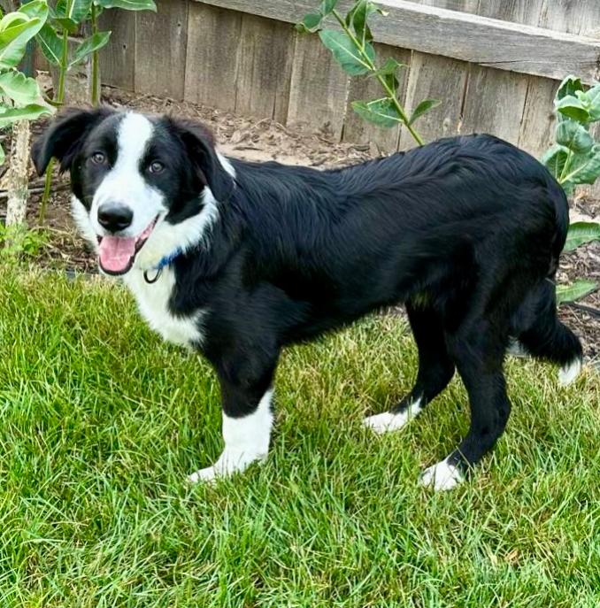 Max