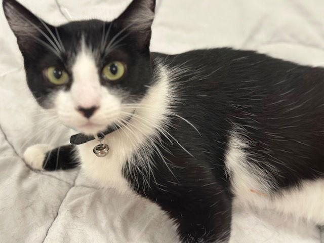 Bravo, Adopted, Adult Male Domestic Short Hair.