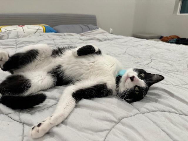 Enlarge Bravo, a Adopted Domestic Short Hair in Mission Viejo, CA image 2/3