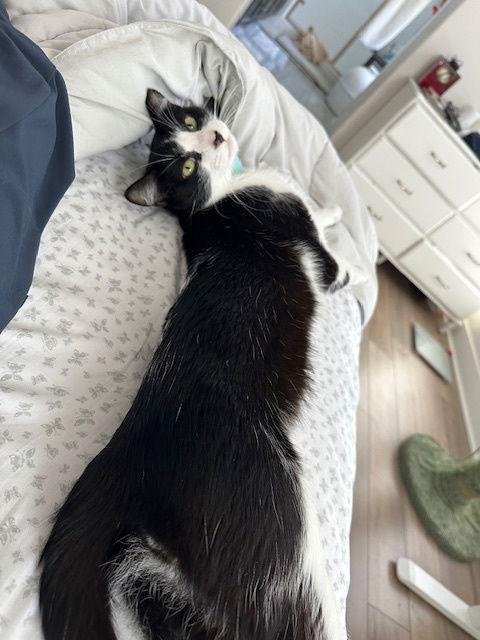 Enlarge Bravo, a Adopted Domestic Short Hair in Mission Viejo, CA image 3/3