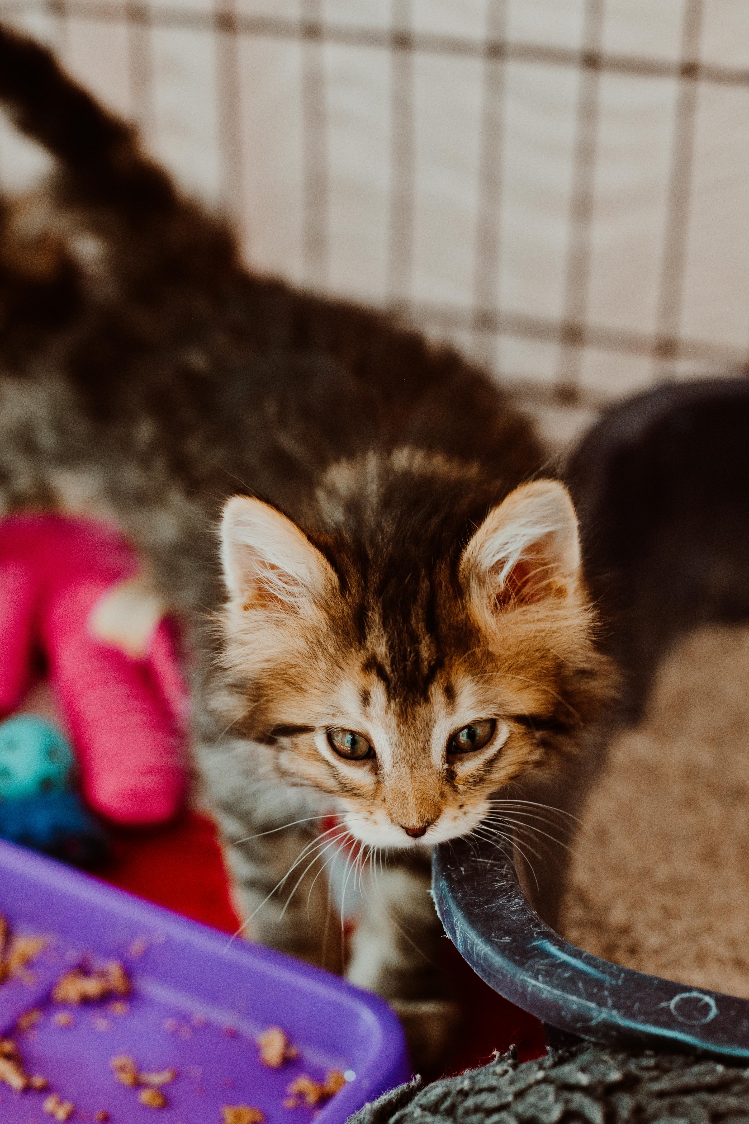 Enlarge Pansy (White Collar), an adopted Domestic Long Hair in Le Mars, IA image 1/1