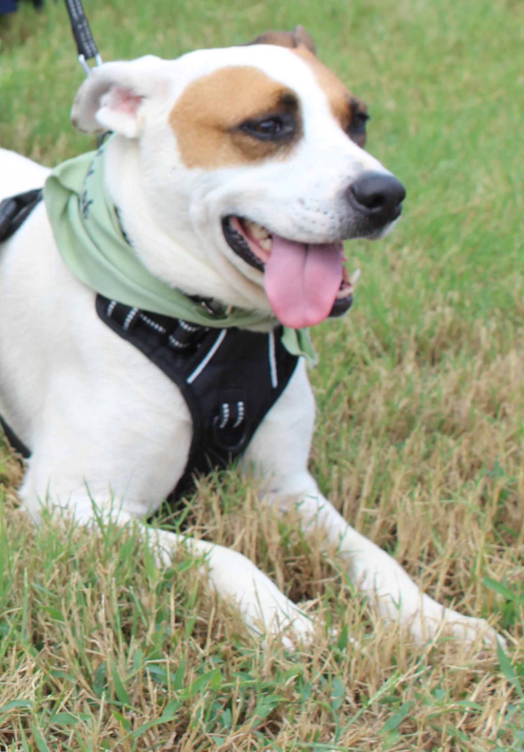 Enlarge Chip T, a Adoptable mixed breed in Somerset, KY image 6/6