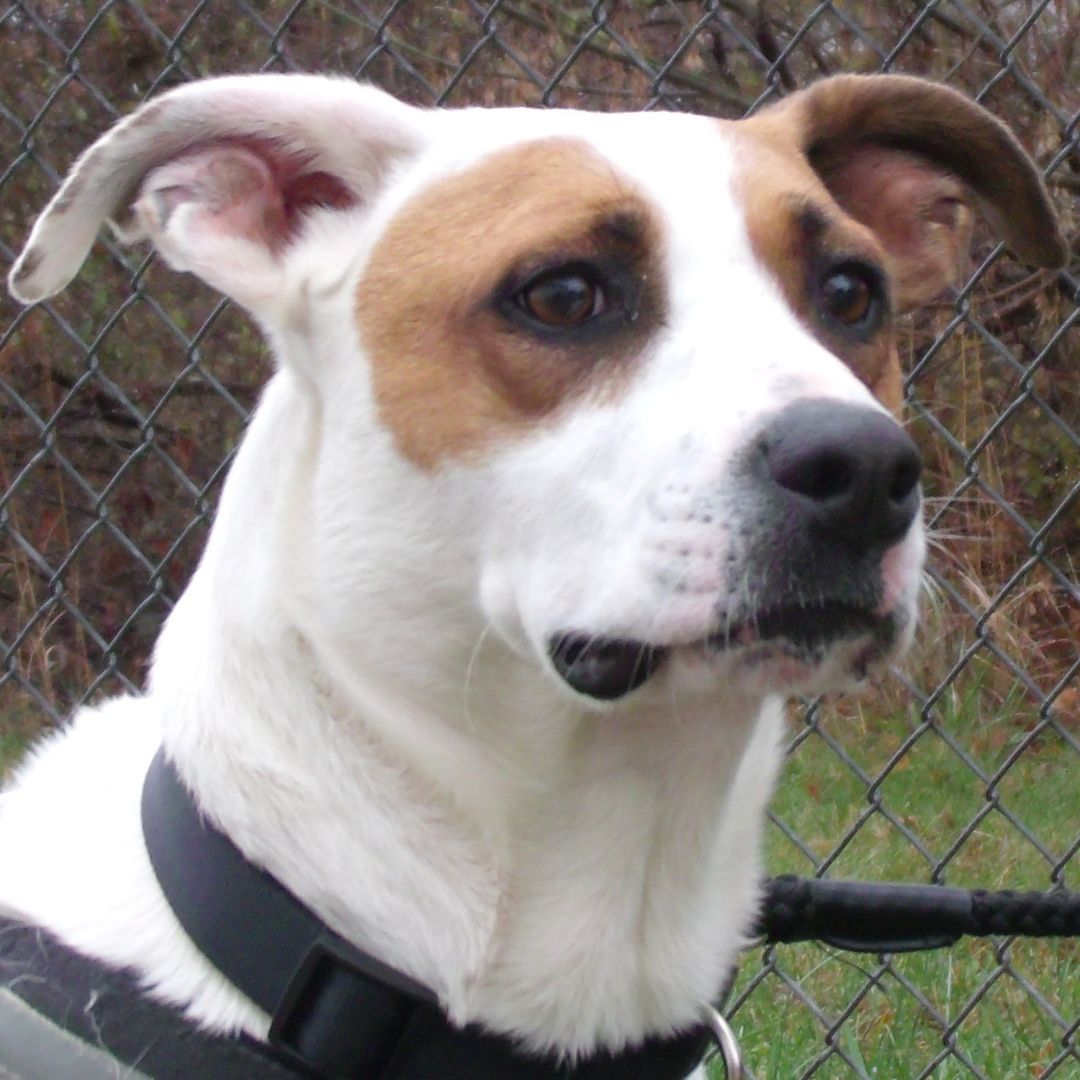 Chip T, Adoptable, Adult Male Foxhound & Pointer.