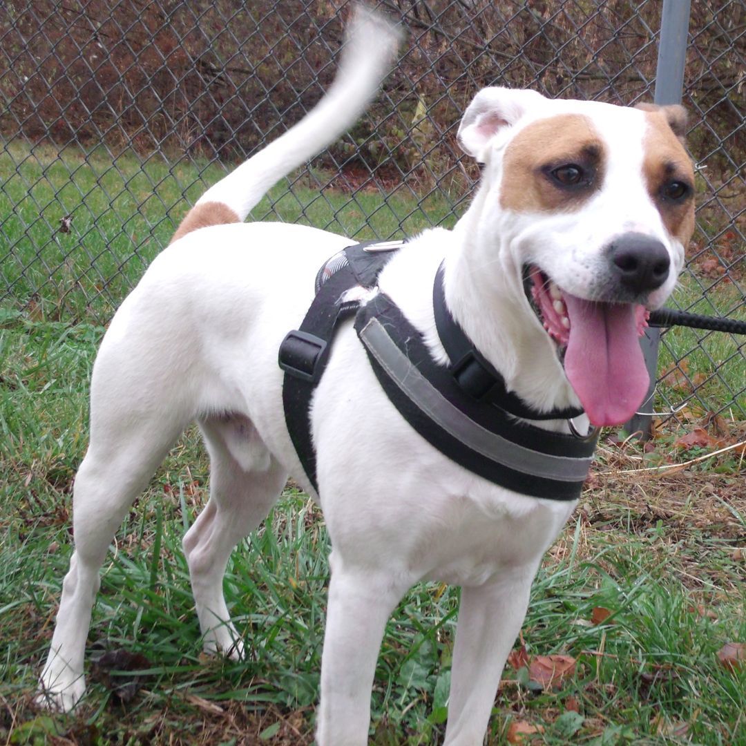 Chip T, a Adoptable mixed breed in Somerset, KY image 4/19