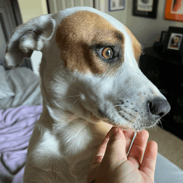 Chip T, Adoptable, Adult Male Foxhound & Pointer.