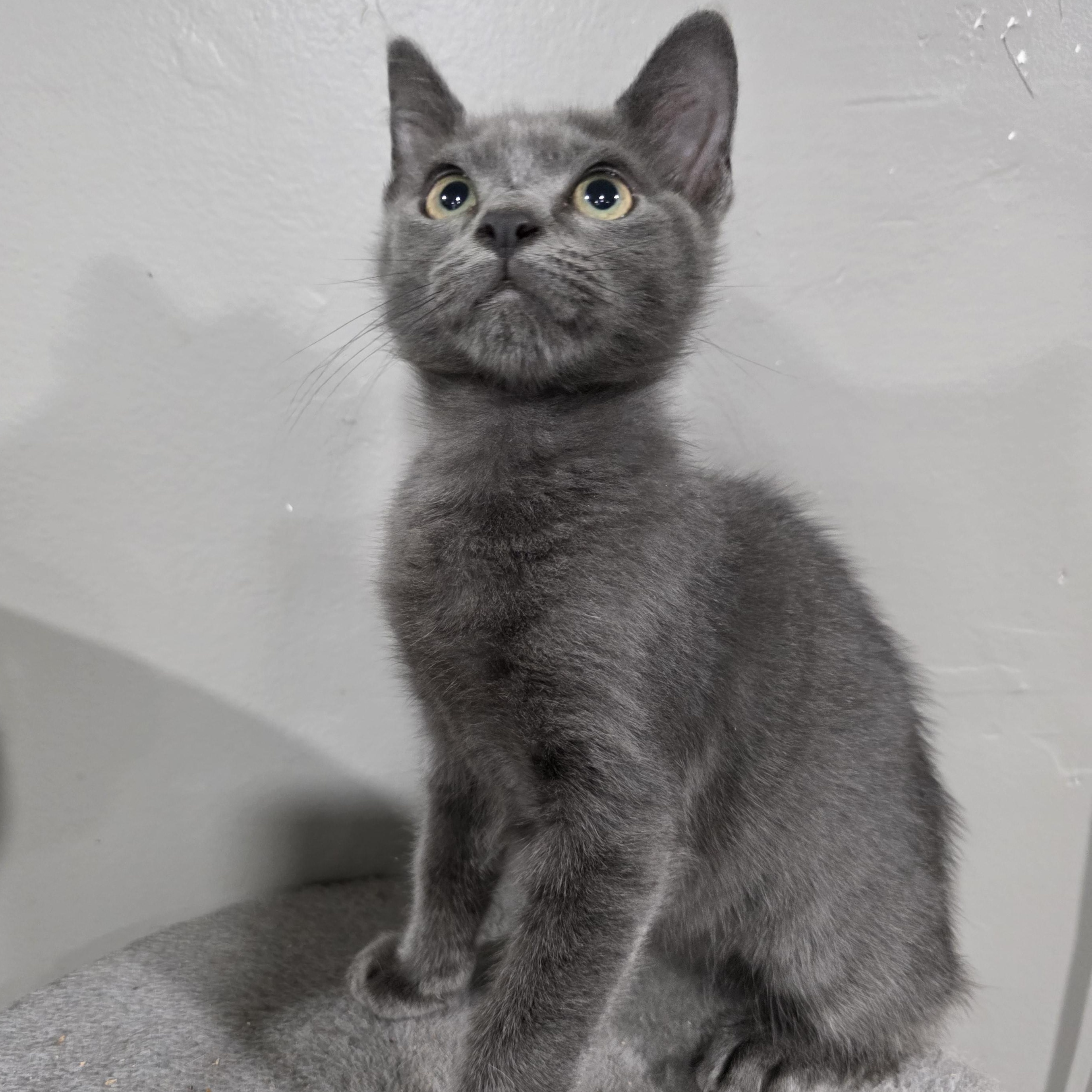 Crow, Baby Male Domestic Short Hair