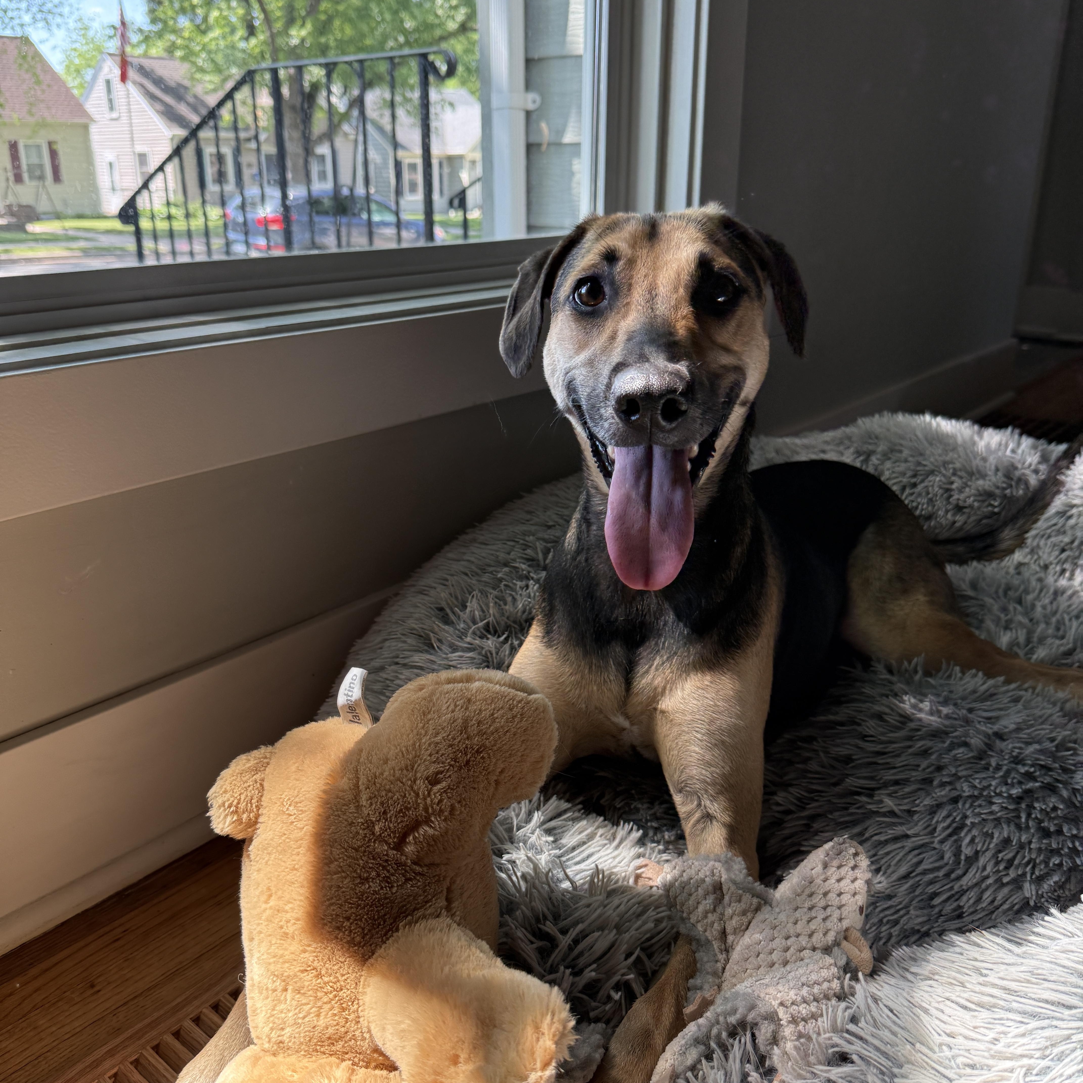 Macy, an adoptable mixed breed in Minneapolis, MN image 3/6
