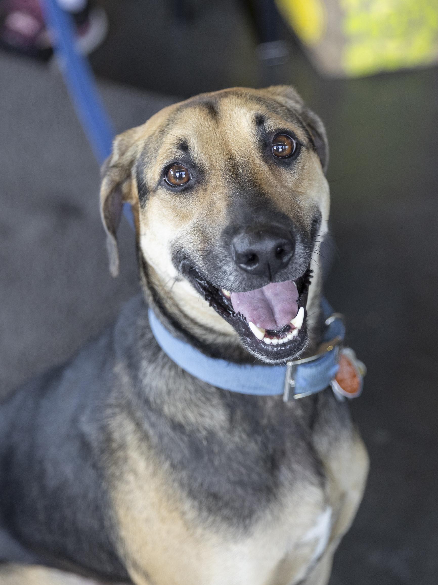 Macy, adoptable, Young Female Hound & Mixed Breed.