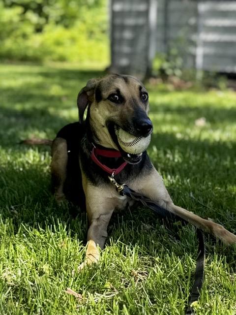 Macy, an adoptable mixed breed in Minneapolis, MN image 5/6