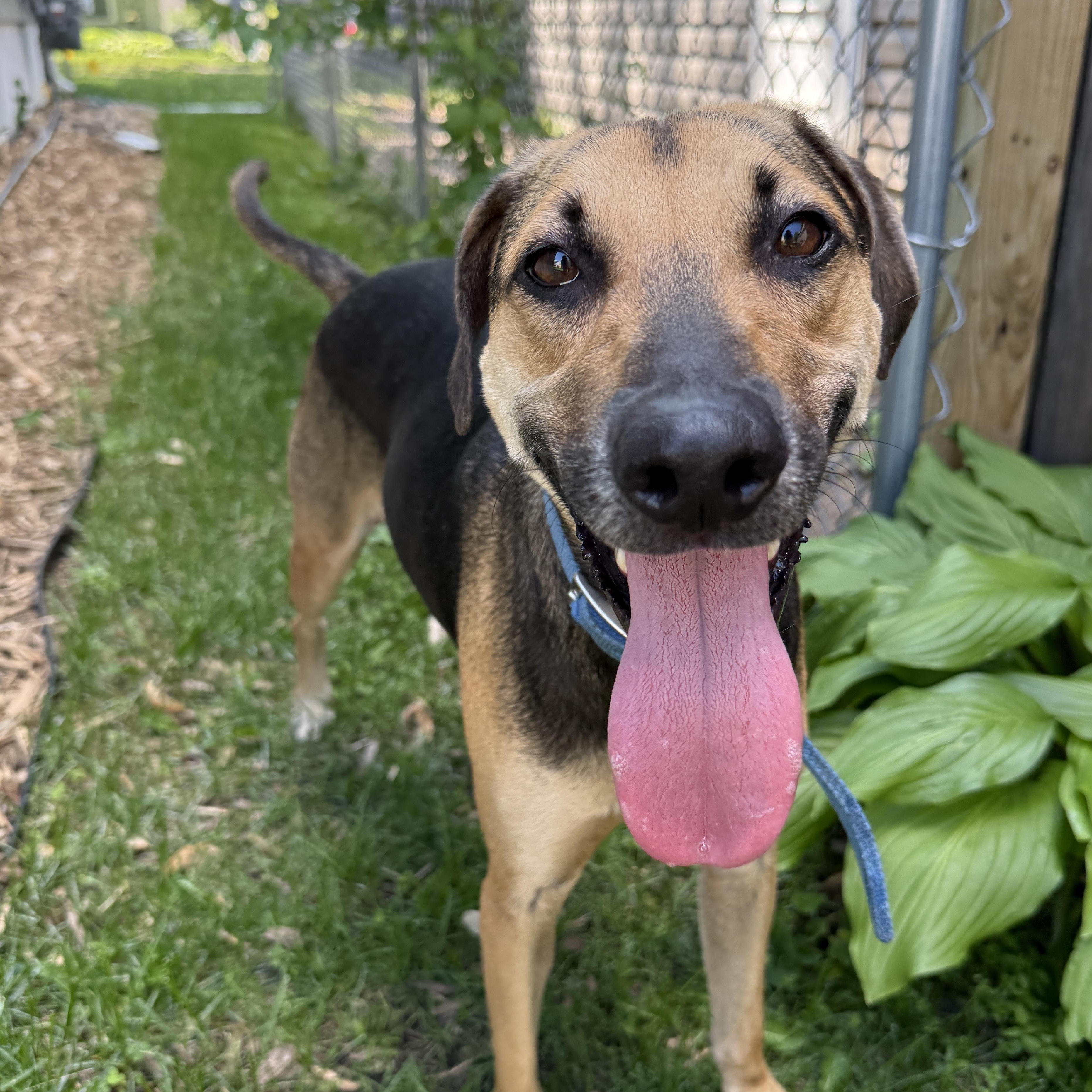 Macy, an adoptable mixed breed in Minneapolis, MN image 4/6