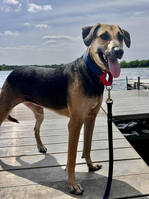 Macy, an adoptable mixed breed in Minneapolis, MN image 2/6