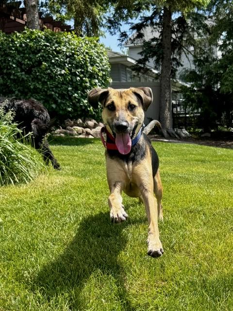 Macy, an adoptable mixed breed in Minneapolis, MN image 6/6