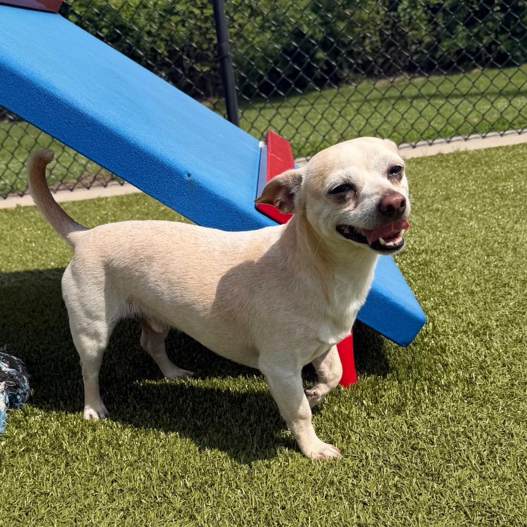 Enlarge Pablo, a Adoptable Chihuahua in Bryan, TX image 1/4