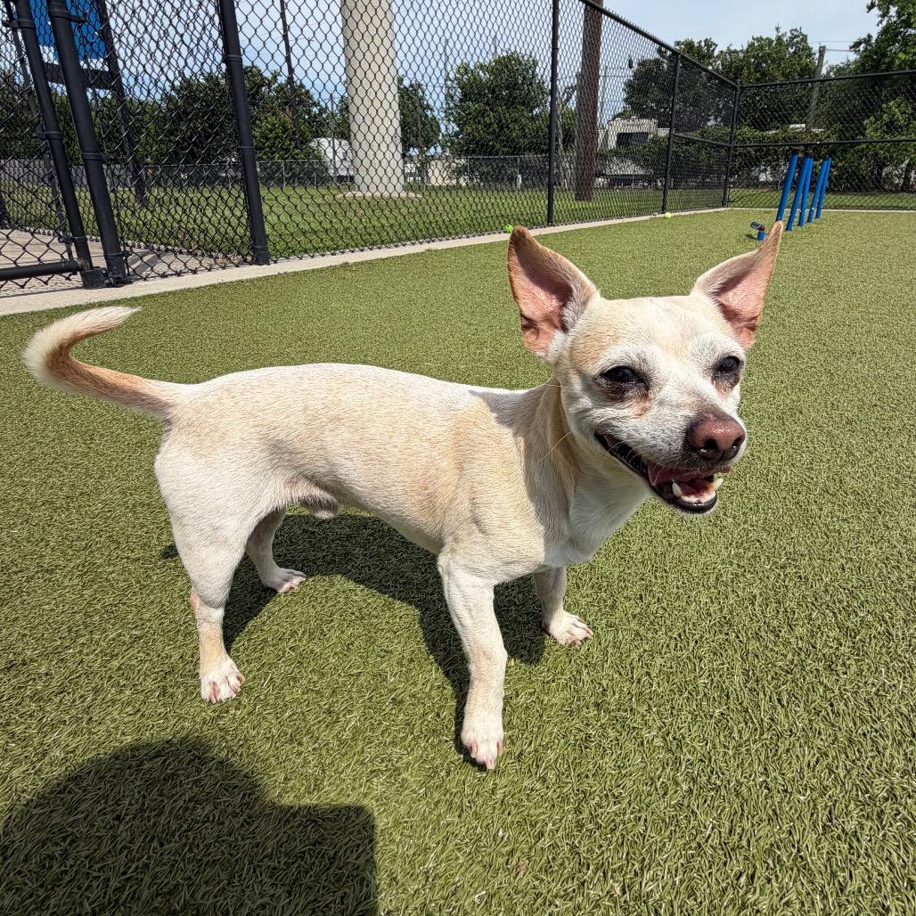 Enlarge Pablo, a Adoptable Chihuahua in Bryan, TX image 2/4