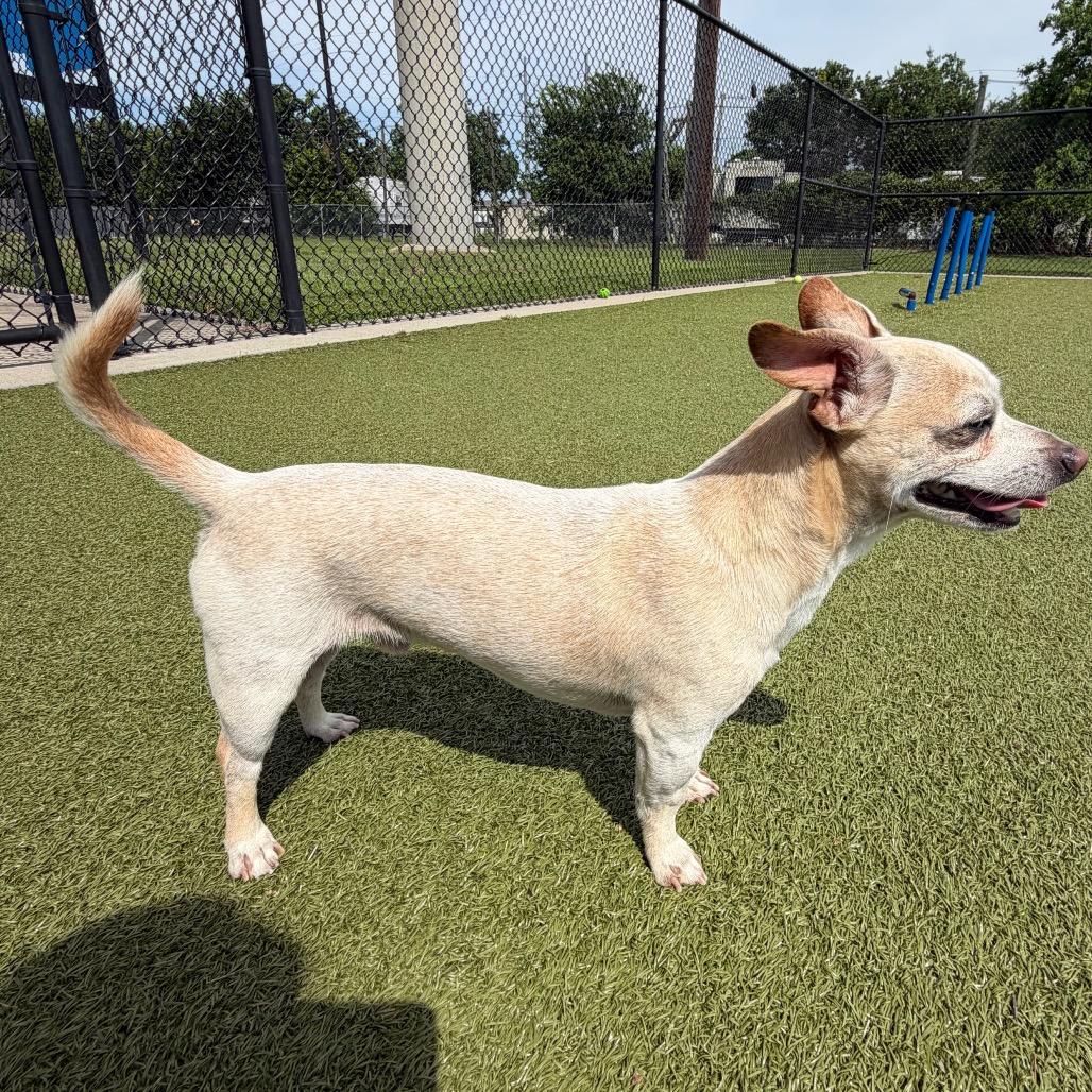 Enlarge Pablo, a Adoptable Chihuahua in Bryan, TX image 3/4