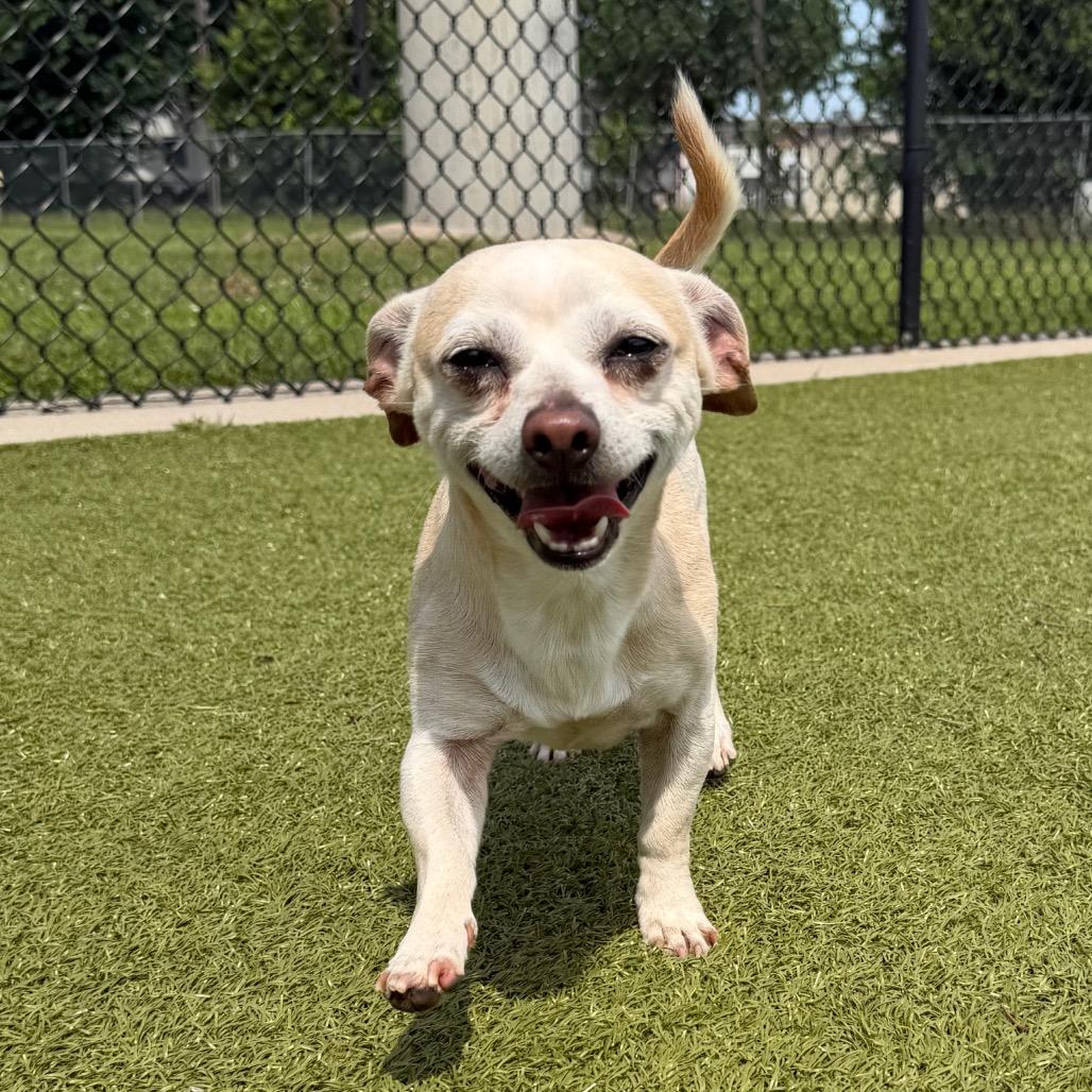 Enlarge Pablo, a Adoptable Chihuahua in Bryan, TX image 4/4