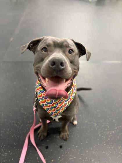 Enlarge Apollo, a Adoptable Mixed Breed in Toronto, ON image 1/3