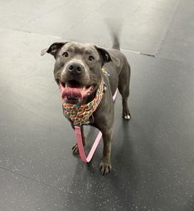 Enlarge Apollo, a Adoptable Mixed Breed in Toronto, ON image 3/3