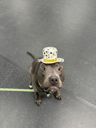 Enlarge Apollo, a Adoptable Mixed Breed in Toronto, ON image 2/3