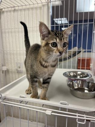 Trillian 39347, a ADOPTABLE Domestic Short Hair in Oklahoma City, OK image 3/3