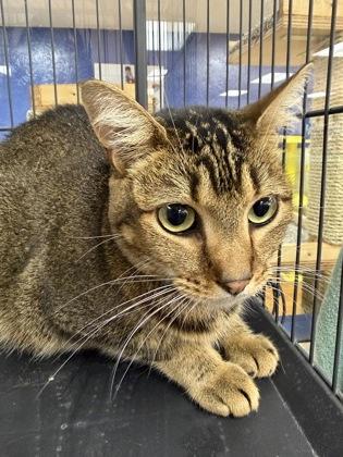 Trillian 39347, ADOPTABLE, Adult Female Domestic Short Hair.