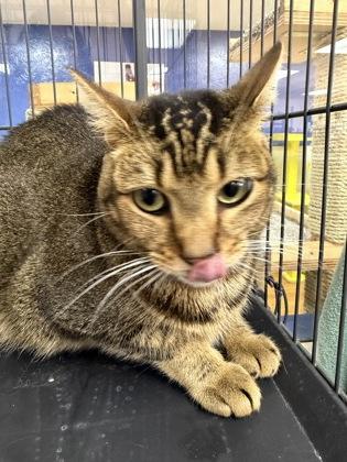 Trillian 39347, a ADOPTABLE Domestic Short Hair in Oklahoma City, OK image 2/3