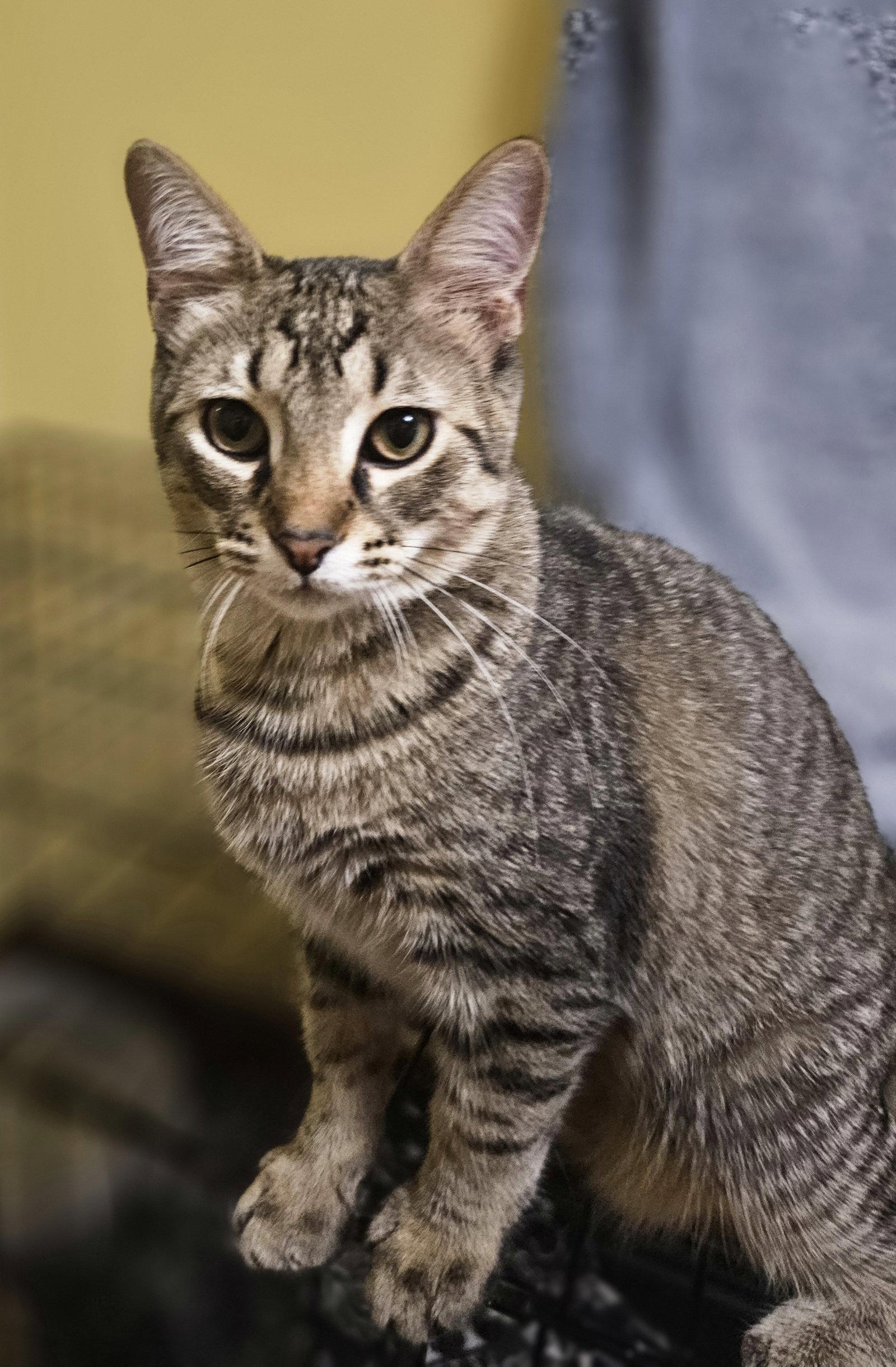 Wolverine, Adopted, Adult Male Domestic Medium Hair.