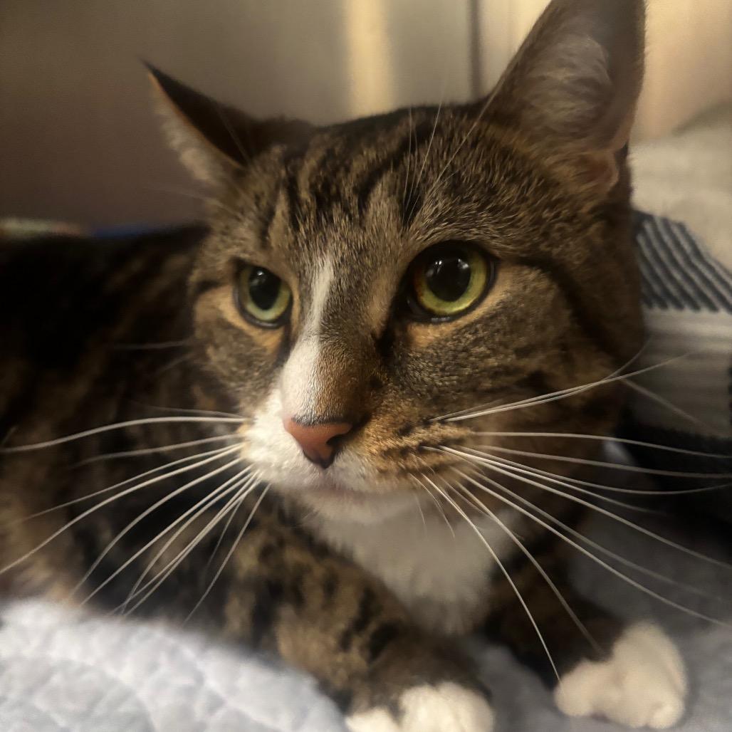 Enlarge Angel 64C26, a Adoptable Domestic Short Hair in Napoleon, OH image 1/5