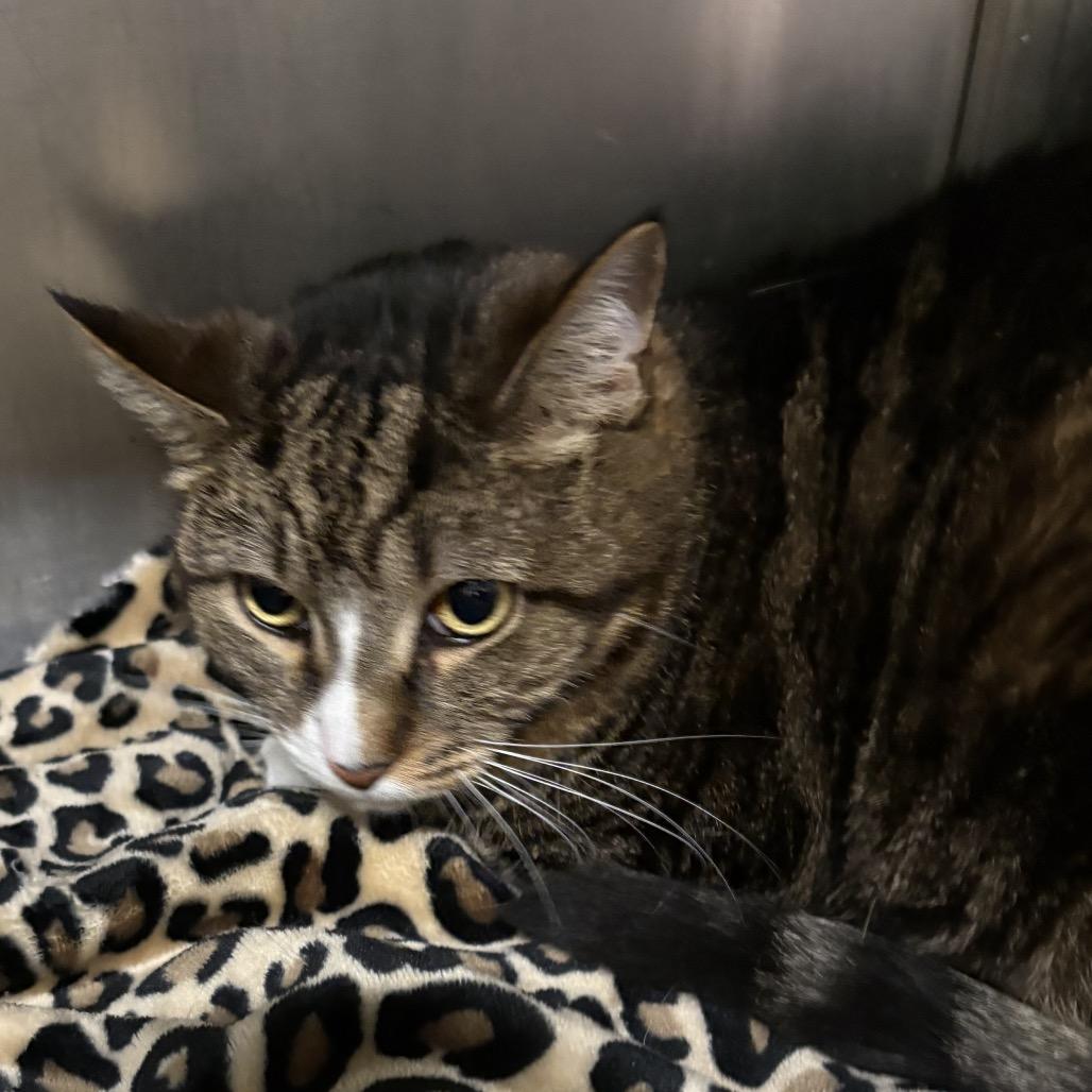 Enlarge Angel 64C26, a Adoptable Domestic Short Hair in Napoleon, OH image 2/5