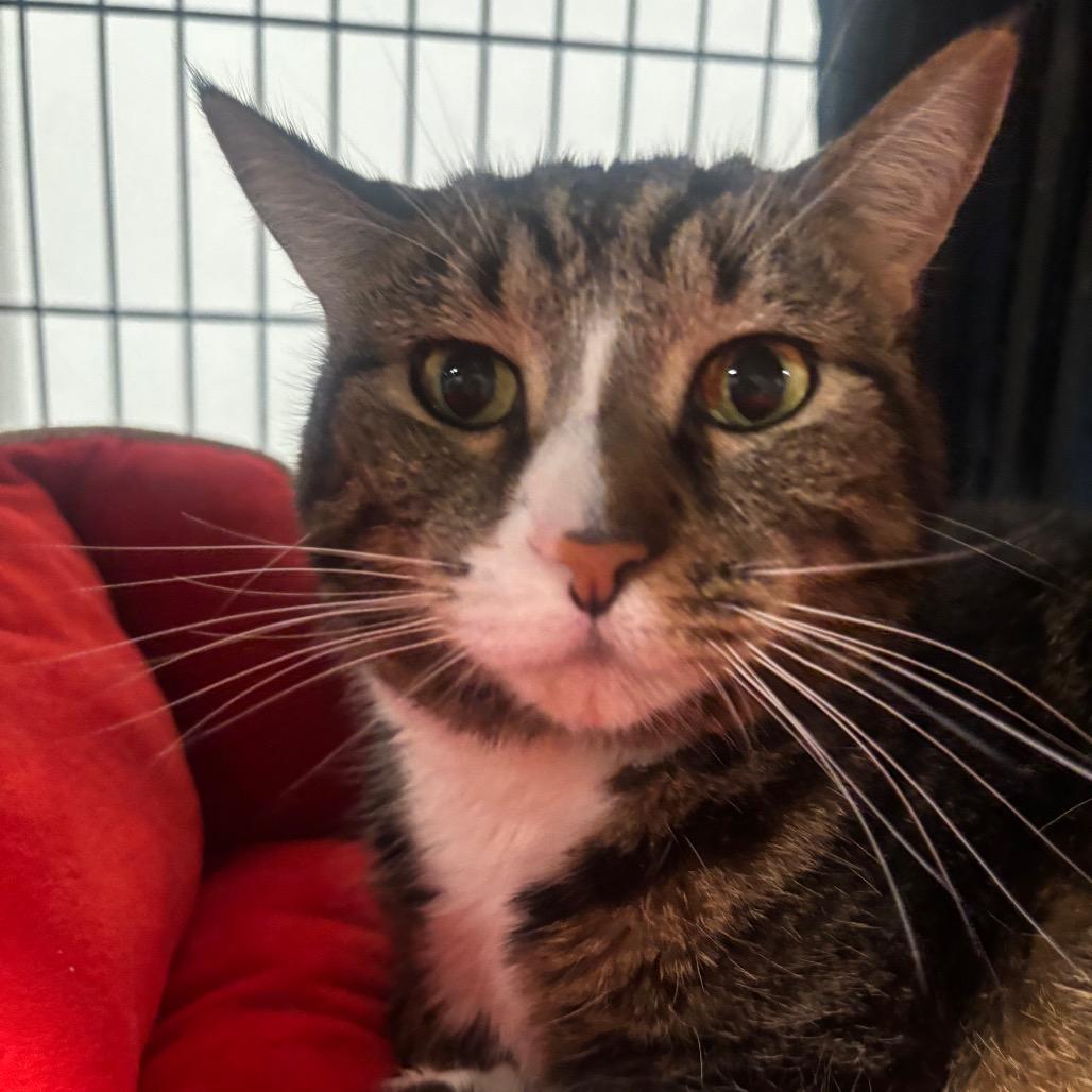 Enlarge Angel 64C26, a Adoptable Domestic Short Hair in Napoleon, OH image 3/5
