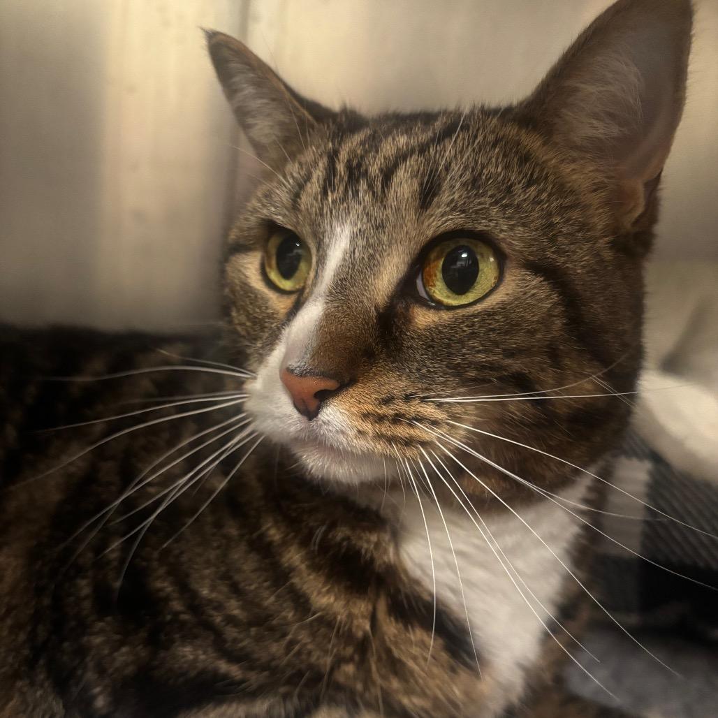 Enlarge Angel 64C26, a Adoptable Domestic Short Hair in Napoleon, OH image 4/5