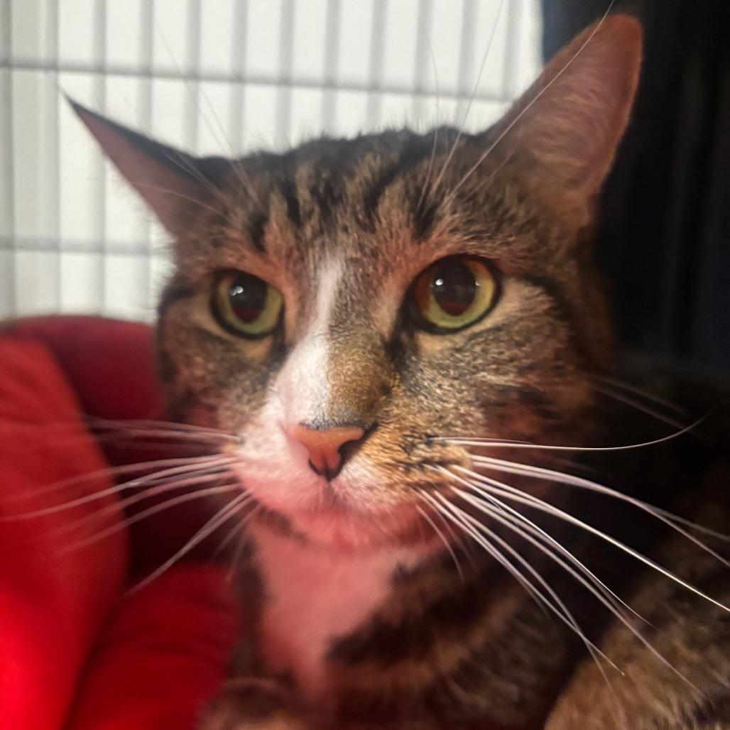 Enlarge Angel 64C26, a Adoptable Domestic Short Hair in Napoleon, OH image 5/5