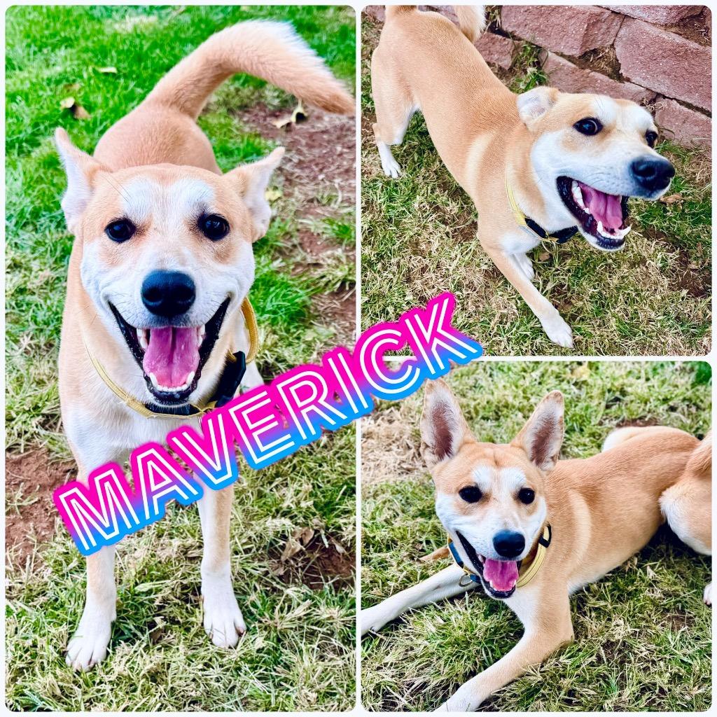 Enlarge Maverik, a Adoptable mixed breed in Saint George, UT image 1/1