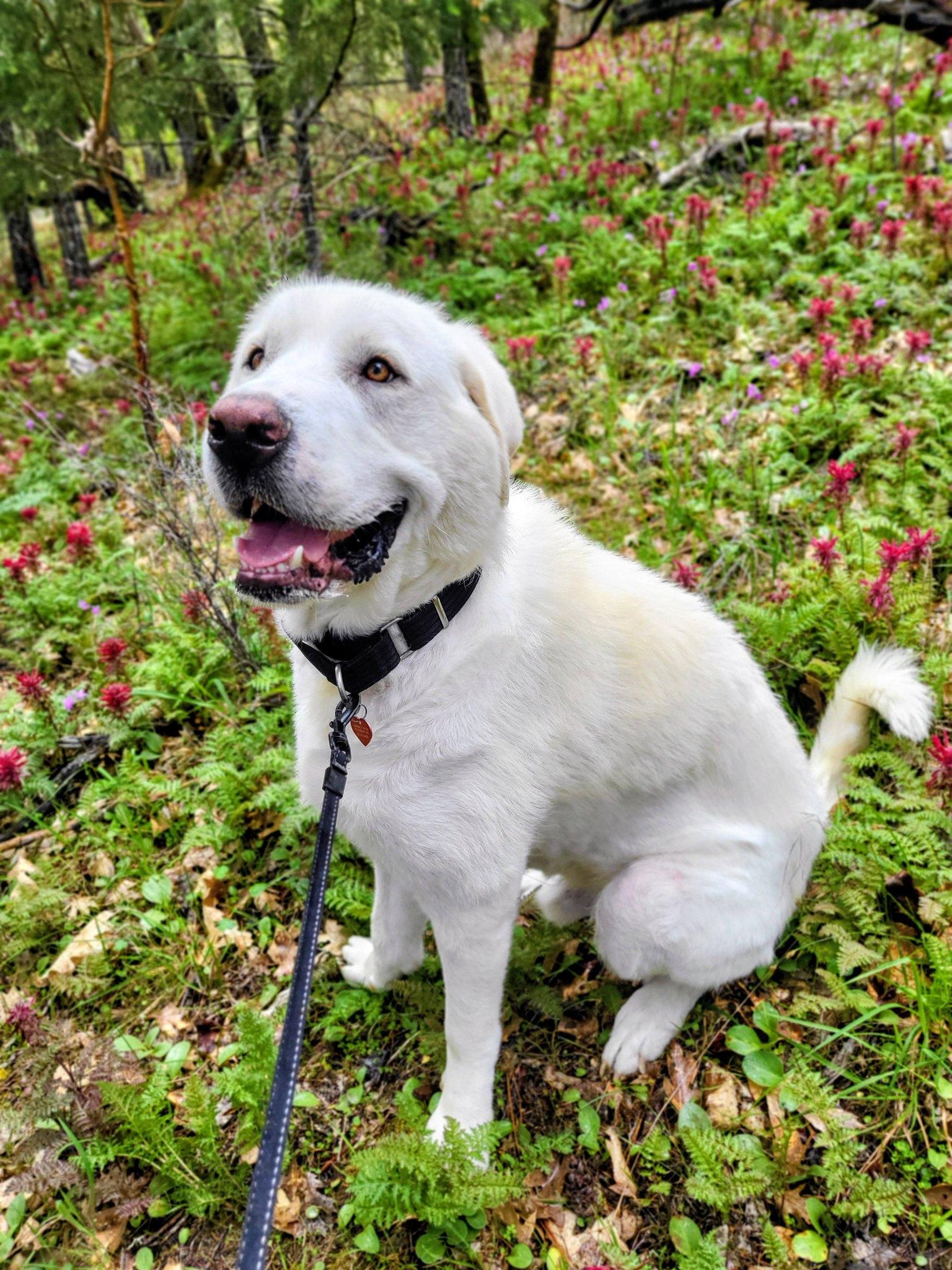 Enlarge Yeti, an adopted Great Pyrenees in Grants Pass, OR image 2/6