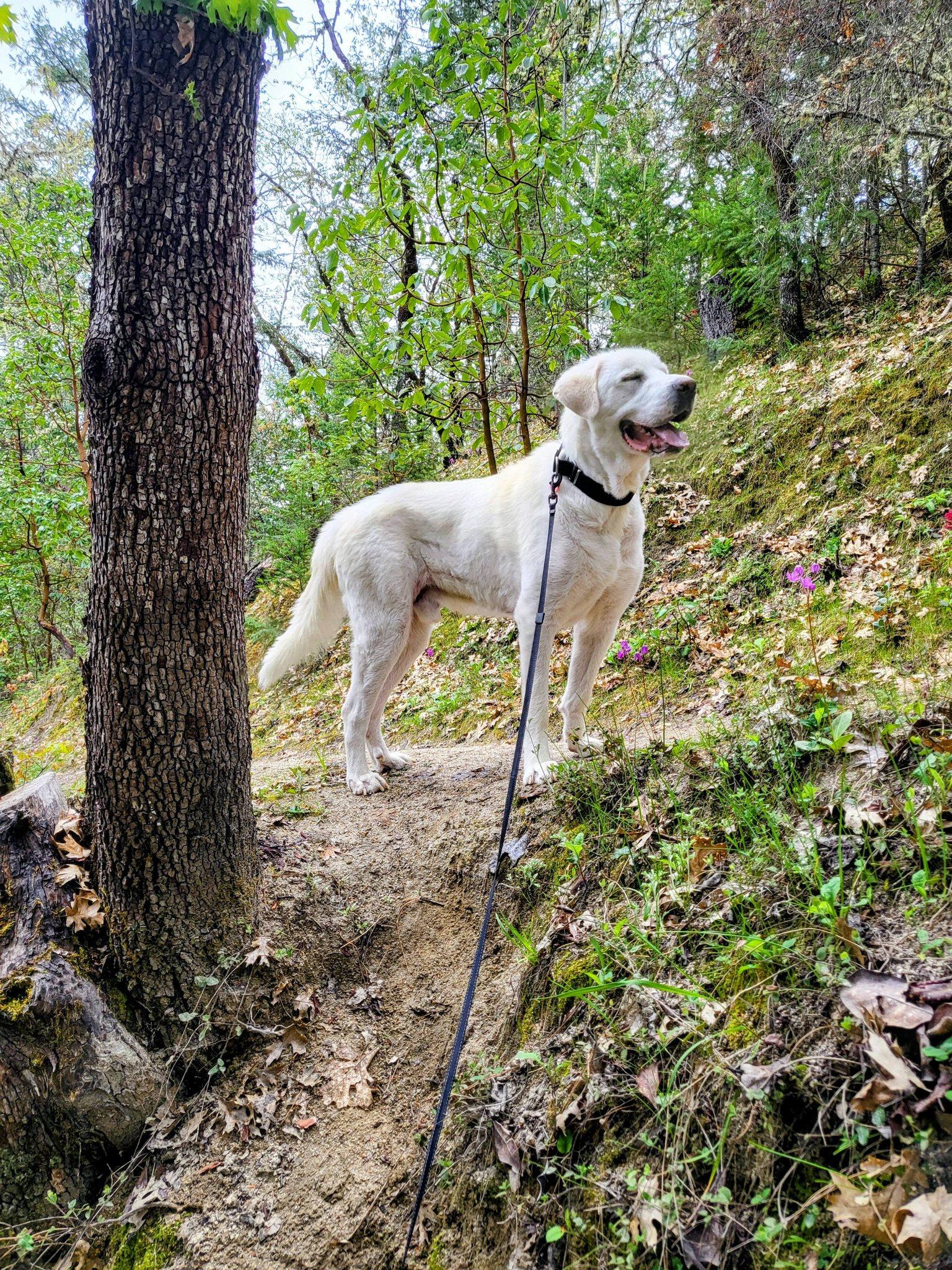 Enlarge Yeti, an adopted Great Pyrenees in Grants Pass, OR image 4/6