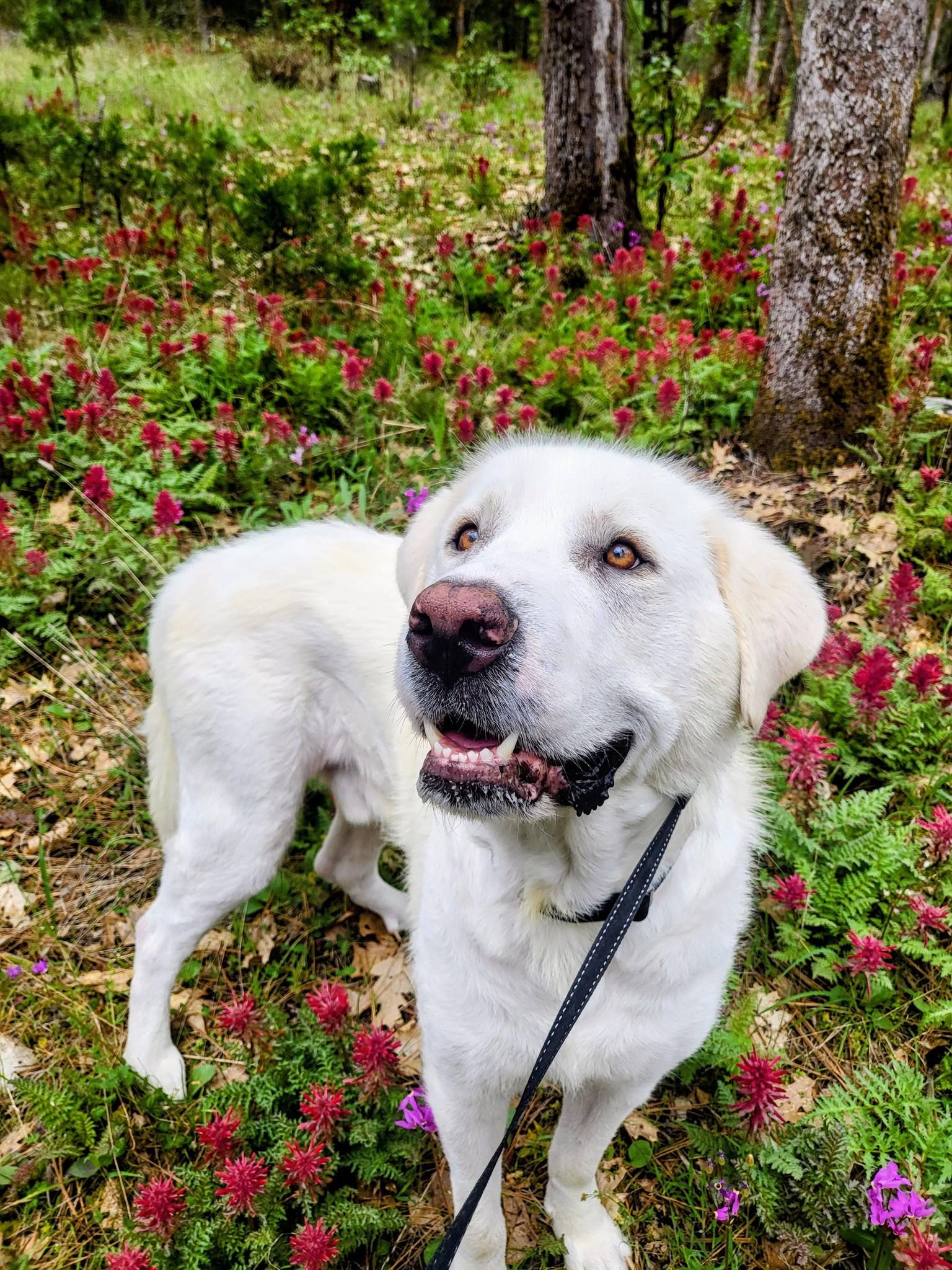 Enlarge Yeti, an adopted Great Pyrenees in Grants Pass, OR image 1/6