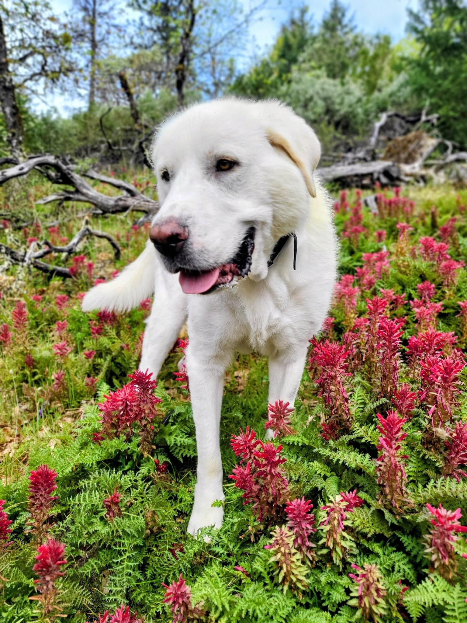 Enlarge Yeti, an adopted Great Pyrenees in Grants Pass, OR image 3/6