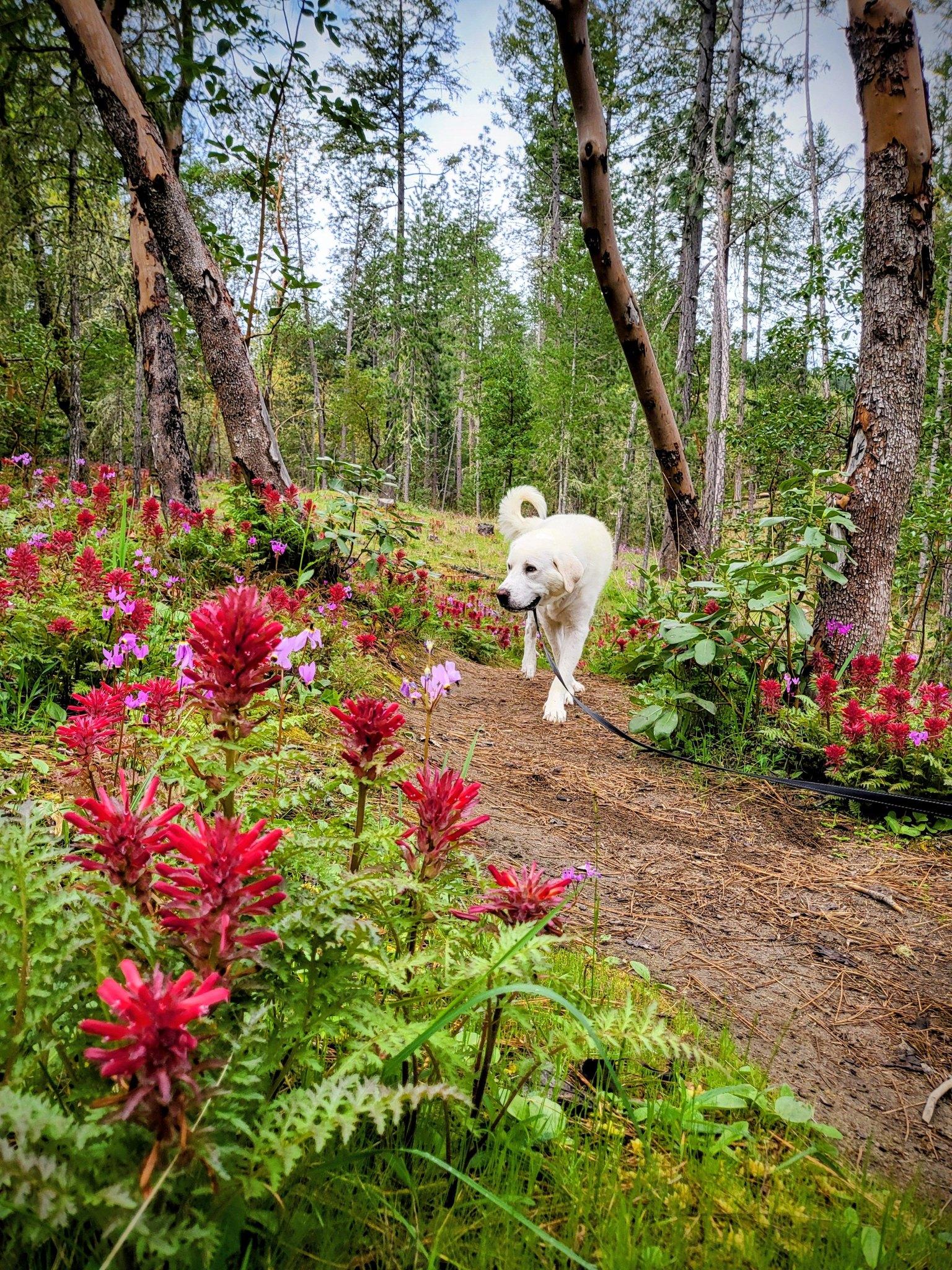 Enlarge Yeti, an adopted Great Pyrenees in Grants Pass, OR image 5/6