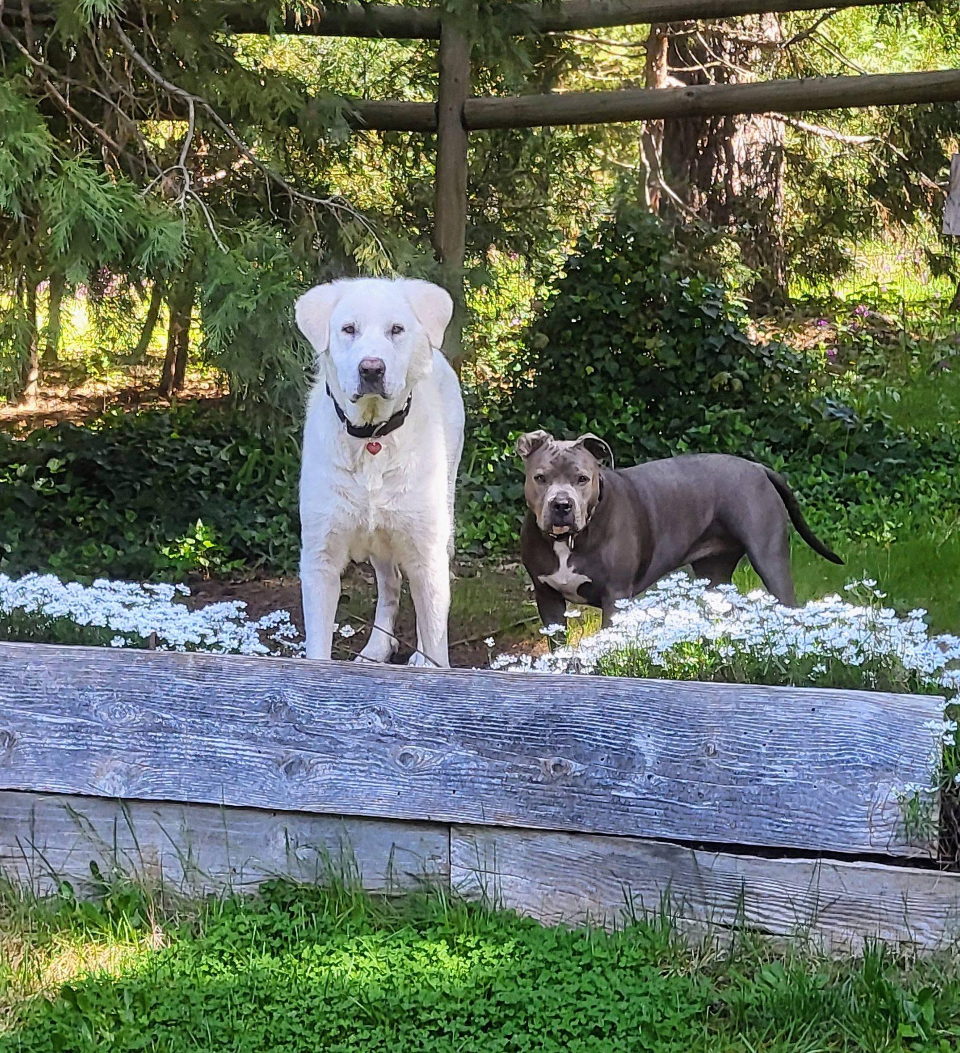 Enlarge Yeti, an adopted Great Pyrenees in Grants Pass, OR image 6/6