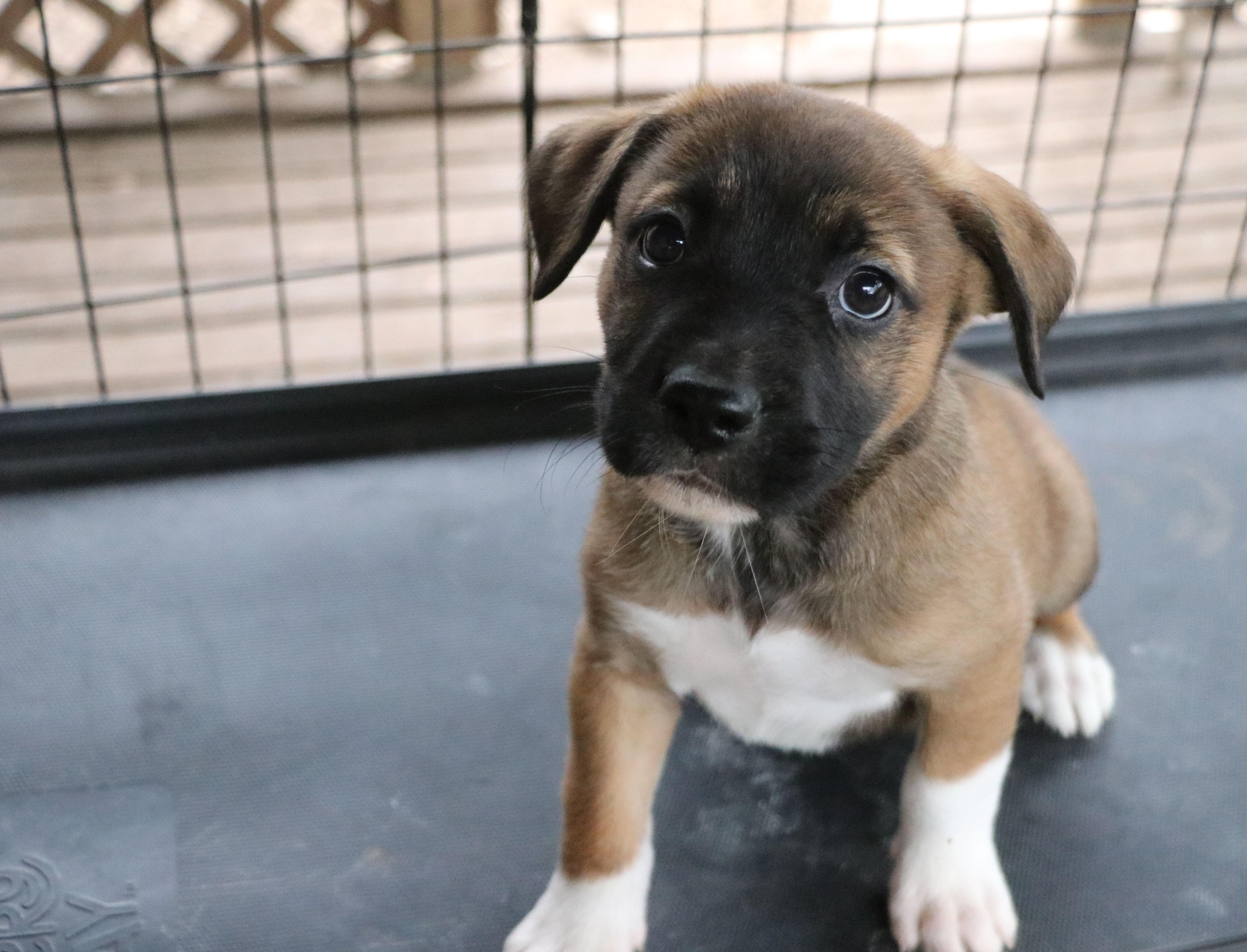 Libby L, adopted, Puppy Female Mixed Breed.