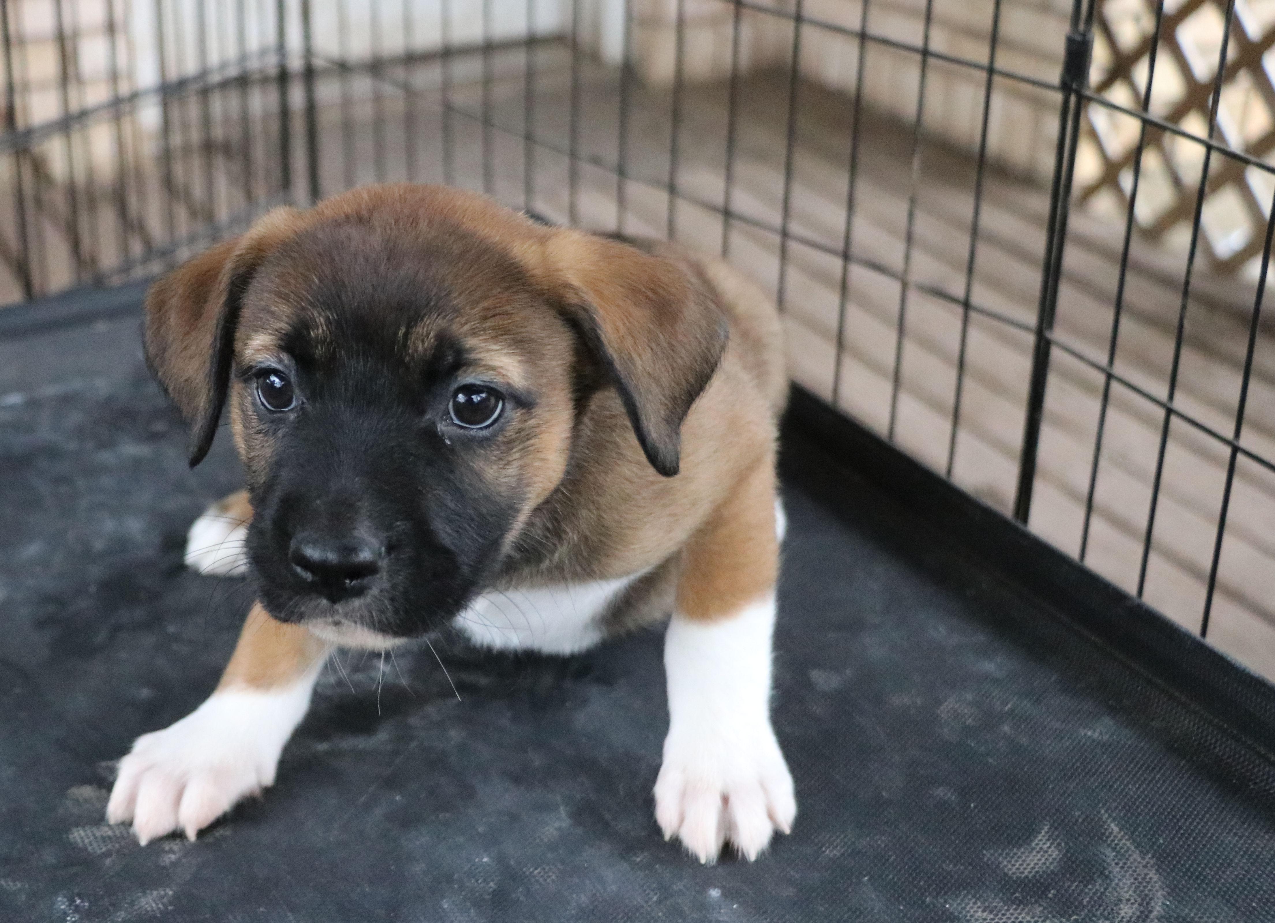 Enlarge Libby L, an adopted Mixed Breed in Cape Neddick, ME image 4/6