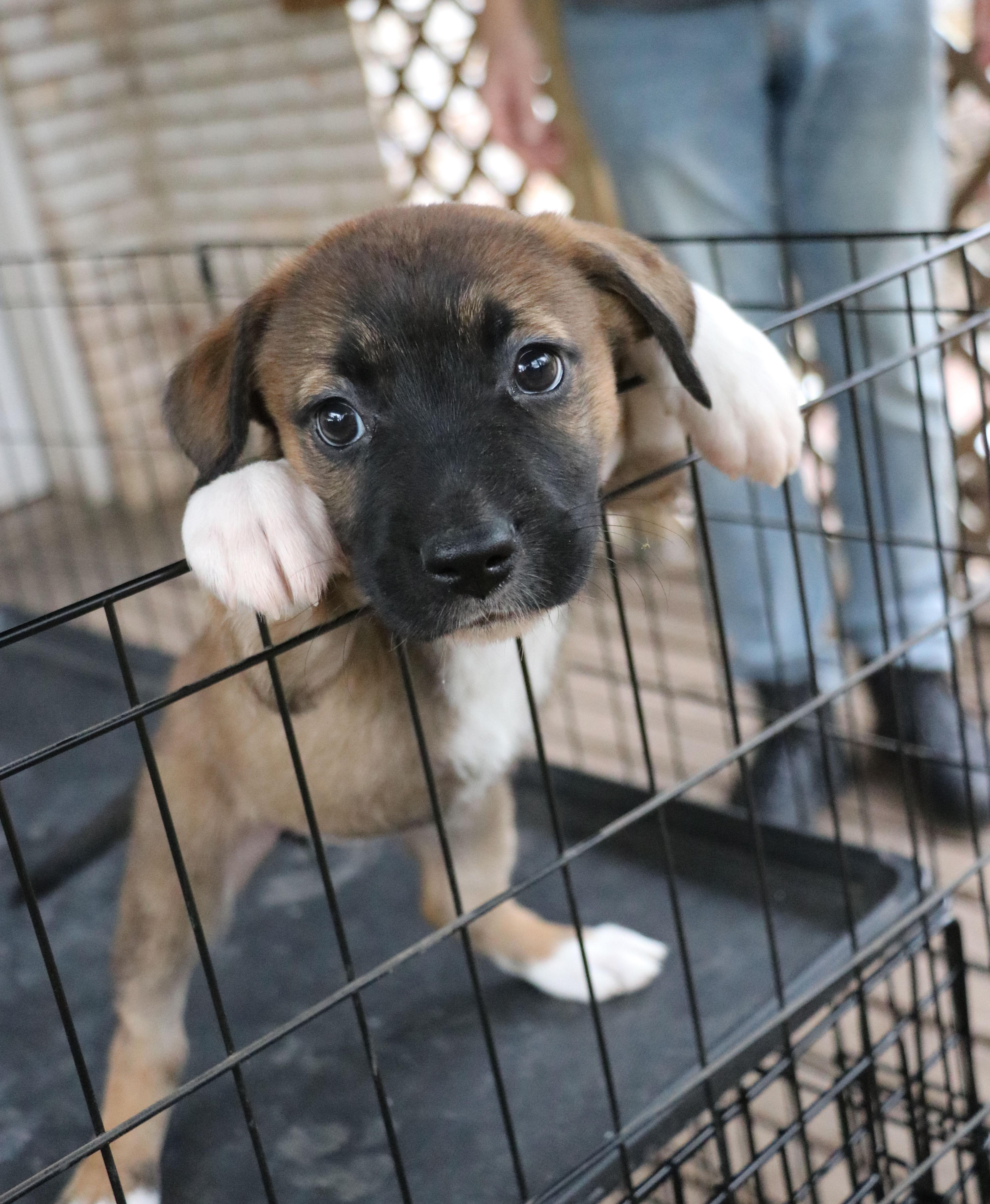 Enlarge Libby L, an adopted Mixed Breed in Cape Neddick, ME image 2/6