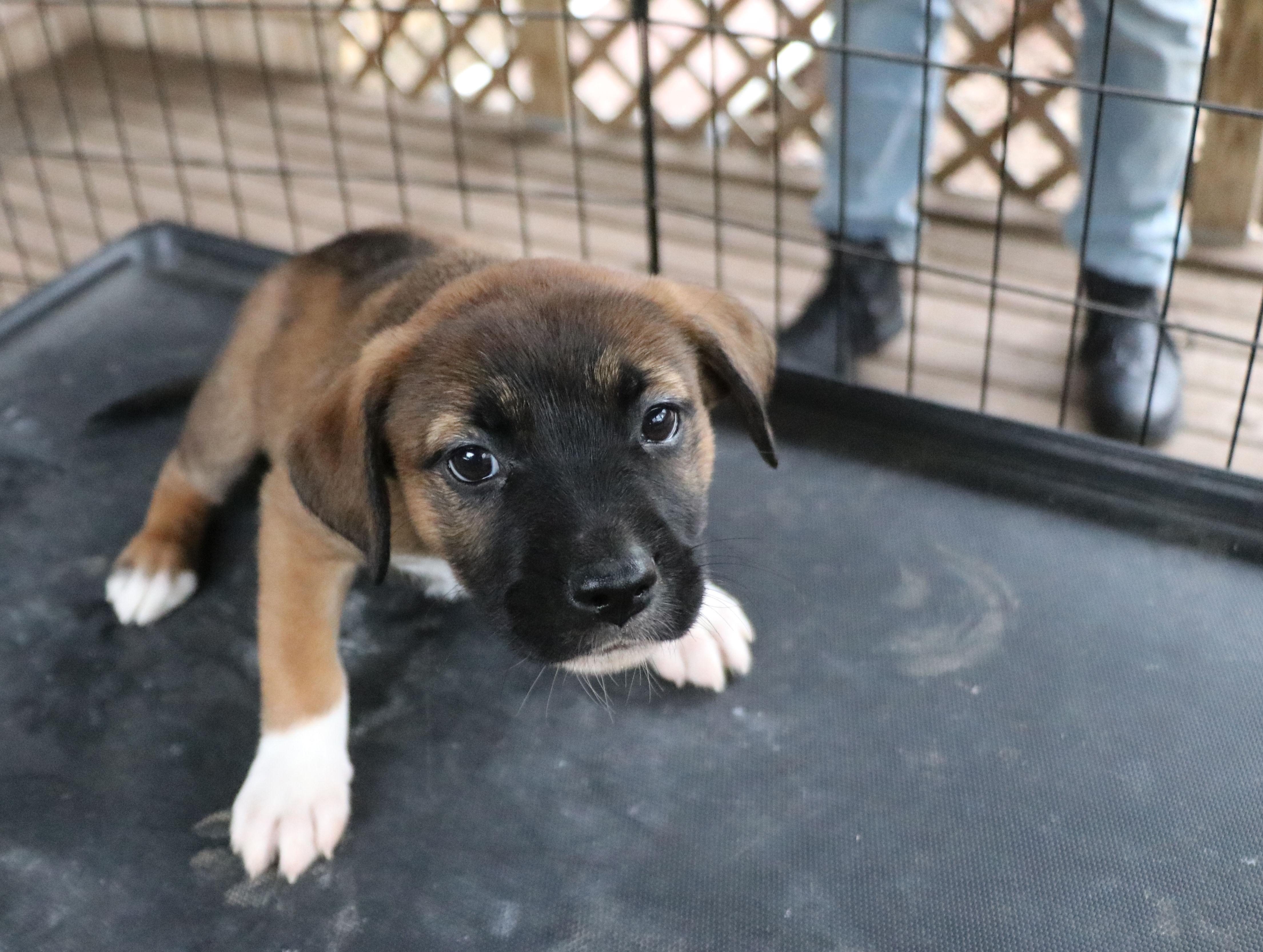 Enlarge Libby L, an adopted Mixed Breed in Cape Neddick, ME image 5/6