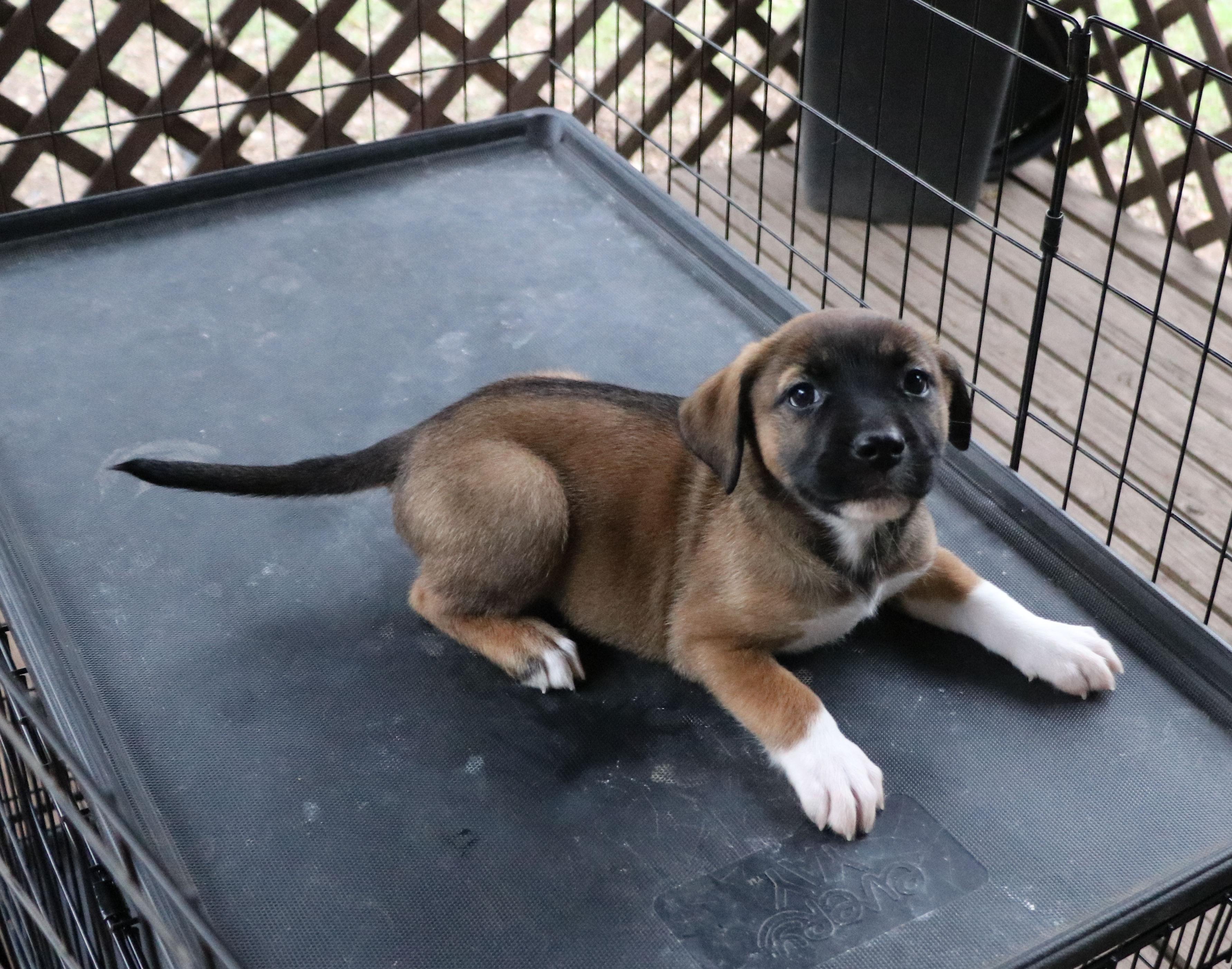 Enlarge Libby L, an adopted Mixed Breed in Cape Neddick, ME image 3/6